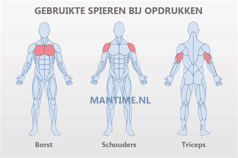 Illustratie van verschillende spieren die getraind worden met een pull-up bar