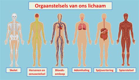 Schema dat verschillende soorten asymmetrie in het lichaam toont