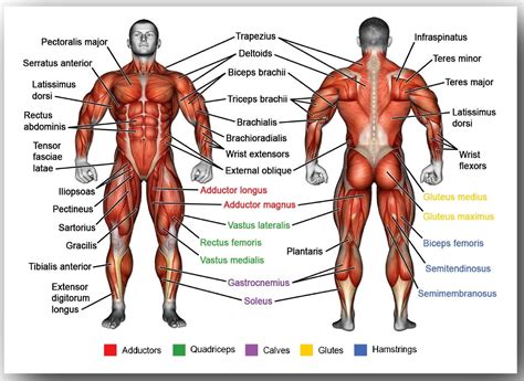 Anatomie van de menselijke spieren