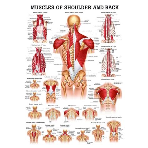 Anatomie van de schouder en bovenrug spieren
