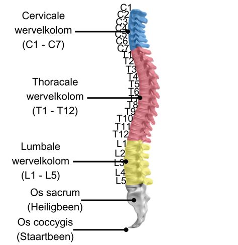 Illustratie van de cervicale wervelkolom met de facetgewrichten