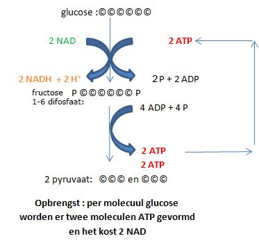 Diagram van de moleculaire evolutie van aerobe fermentatie in gist