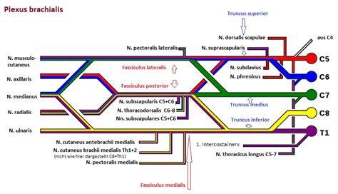 Schema van de plexus brachialis