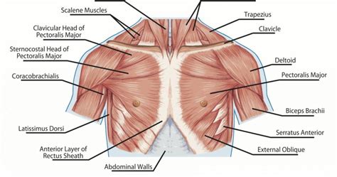 Anatomie van de borstspieren en schouders