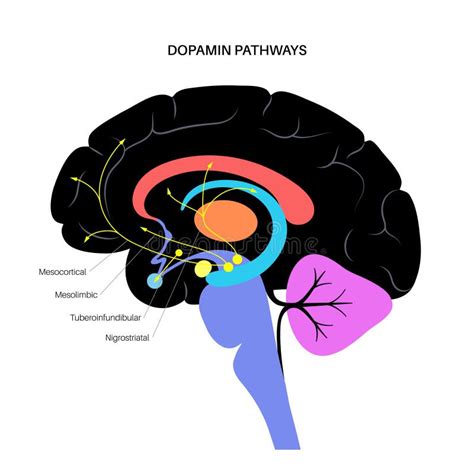 Illustratie van de hersenen met dopamine pathways