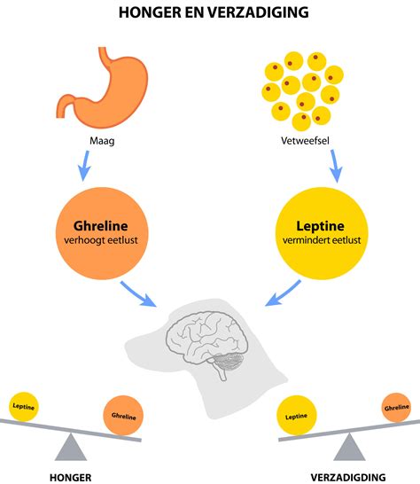 Infographic die de werking van ghreline en eiwitten op honger uitlegt