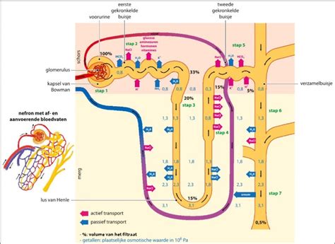 Diagram van de nierfunctie en medicijnklaring