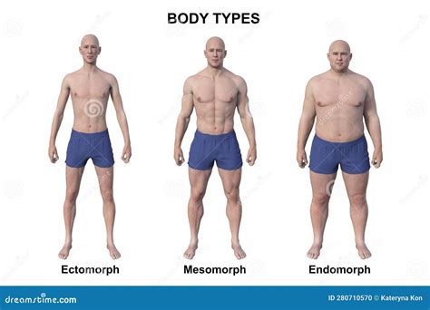 Verschillende lichaamstypes: ectomorf, mesomorf, endomorf
