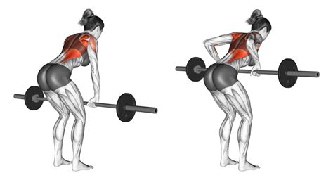 Spiergroepen getraind met bent over row