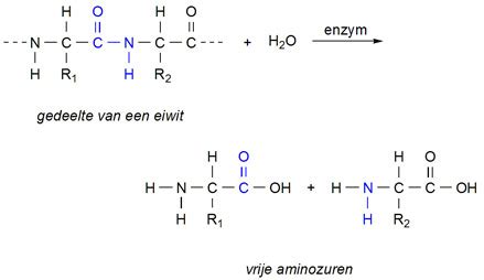 Structuur van wei-eiwitmoleculen