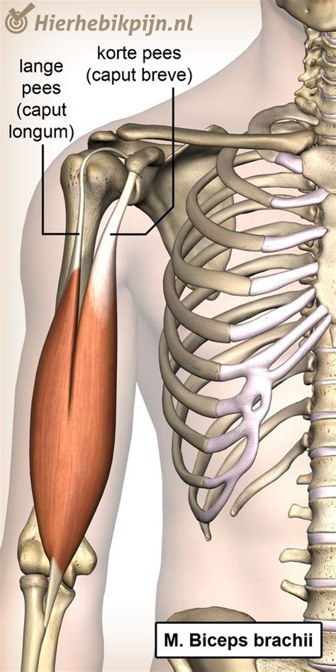Anatomie van de bicepspees
