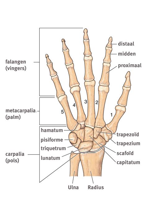 Anatomie van de pols