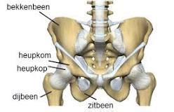 Vergelijking van de anatomie van de heupkom die flexie beïnvloedt
