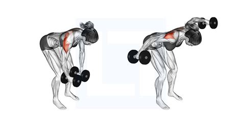 Uitvoering zittende dumbbell rear fly