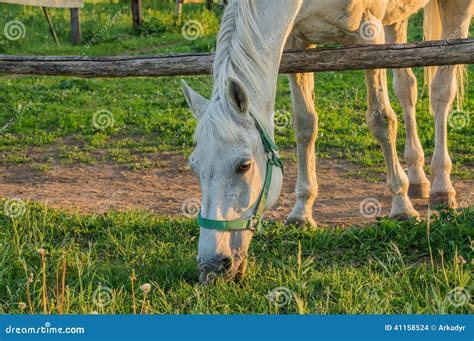 Paard dat gras eet