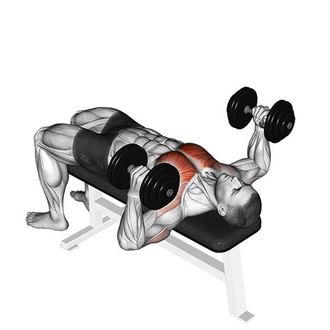 Man die dumbbell chest press uitvoert op een fitnessbank