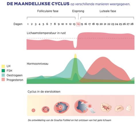 Diagram van de vrouwelijke hormonale cyclus
