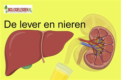 Lever en nieren als organen voor gluconeogenese