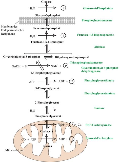 Schema van de gluconeogenese