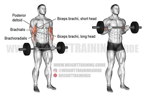 Barbell drag curl technique