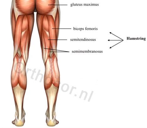 Anatomie van de knie met quadriceps en hamstrings