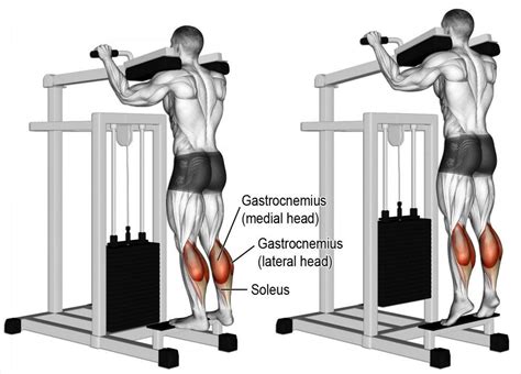 Uitvoering van de Calf Raise oefening